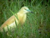 Squacco Heron - Ardeola ralloides - Gracilla cangrejera - Martinet Ros - Tophejre