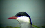 Adult Whiskered Tern - Chlidonias hibridus - Fumarell Cariblanco - Fumarell carablanc - Hvidskægget Terne