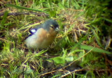 Chaffinch - Fringilla coelebs moreletti - Pinzn - Bogfinke - Pinz