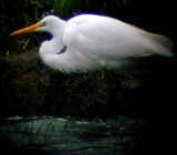 Great White Egret - Egretta alba - Garceta grande - Slvhejre - Agr blanc