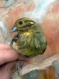 Female Cirl Bunting - Emberiza cirlus - Femella de Gratapalles - Hembra de Escribano soteo