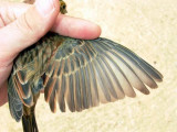 Cirl Bunting - Emberiza cirlus - Gratapalles - Escribano soteo
