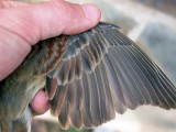 Cirl Bunting - Emberiza cirlus - Gratapalles - Escribano soteo
