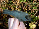 Blackcap - Sylvia atricapilla - Curruca capirotada - Tallarol de casquet