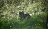 Pardel Lynx or Iberian Lynx - Lynx pardinus - Lince Ibérico - Linx ibèric