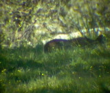 Pardel Lynx or Iberian Lynx - Lynx pardinus - Lince Ibrico - Linx ibric