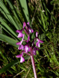 Orchid - Orchis sp. possibly Orchis laxiflora