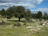 Nature Park Andujar - Parque Natural de Andujar (Sierra Morena)