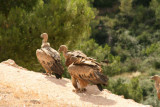 Voltors a Vallderoures - Buitres en Vallderrobres - Griffon Vultures (Gyps fulvus) in the vulture feeding station
