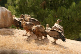 Voltors a Vallderoures - Buitres en Vallderrobres - Griffon Vultures (Gyps fulvus) in the vulture feeding station