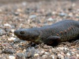 Sharp-ribbed Salamander - Pleurodeles waltl - Gallipato - Ofegabous