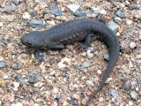 Sharp-ribbed Salamander - Pleurodeles waltl - Gallipato - Ofegabous