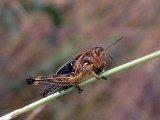Nymph from a Grasshopper - Dociostaruus maroccanus - Saltamontes - Saltamartins