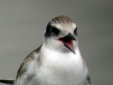 Juvenile Whiskered Tern - Chlidonias hibridus - Juvenil de Fumarel Cariblanco - Jove de Fumarell carablanc - Hvidskægget Terne