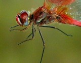 Red-veined Darter - Sympetrum fonscolombii - Liblula dales vermelles - Liblula de alas rojas