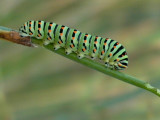 Common Swallowtail Caterpillar - Papilio Machaon - Oruga de la mariposa Machaon - Oruga de la papallona rei o Machaon