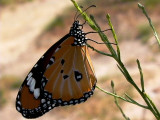 Plain Tiger Butterfly - Danaus chrysippus - Mariposa tigre - Papallona tigre