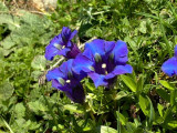 Southern Gentian - Gentiana alpina