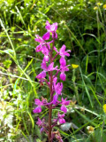 orchid