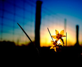 spring? sunset