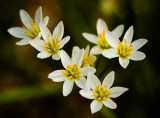 spring weeeds
