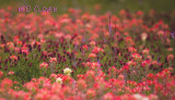 red-clover