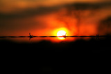 fence