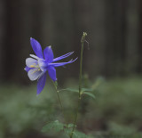 Columbine