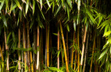 pauling bamboo.jpg