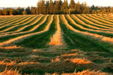 Straw Windrows