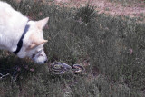 Angel and the snake