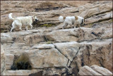 Hiking buddies