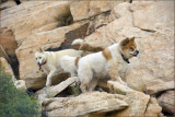 Two mountain goats