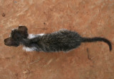 Dyr Katt p Cuba-0600.jpg