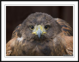 Harris Hawk Are you looking at me?
