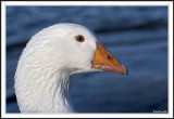 Snow Goose!