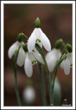 Snowdrops open!