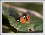 Seven spot ladybird - Coccinella 7-punctata mating