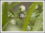 Water ladybird Anisosticta 19 punctata (Winter).