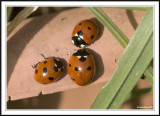 Three Seven spot ladybird - Coccinella warming in the sun after hibernation.
