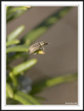 Weevil!