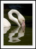 Flamingo neck!