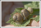 3some!
