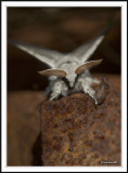 Head view of the Pale Tussock Moth!