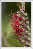 Bottlebrush explosion!