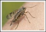 Horsefly!