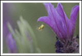 Little orb spider on Lavender petal!