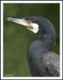Cormorant!