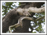 Little owl!