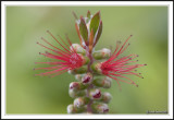 Bottlebrush double explosion!